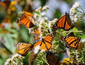 Visit This Beautiful Butterfly Sanctuary This Summer