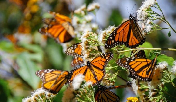 Visit This Beautiful Butterfly Sanctuary This Fall