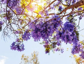 San Diego’s Jacaranda Trees Are In Full Bloom!