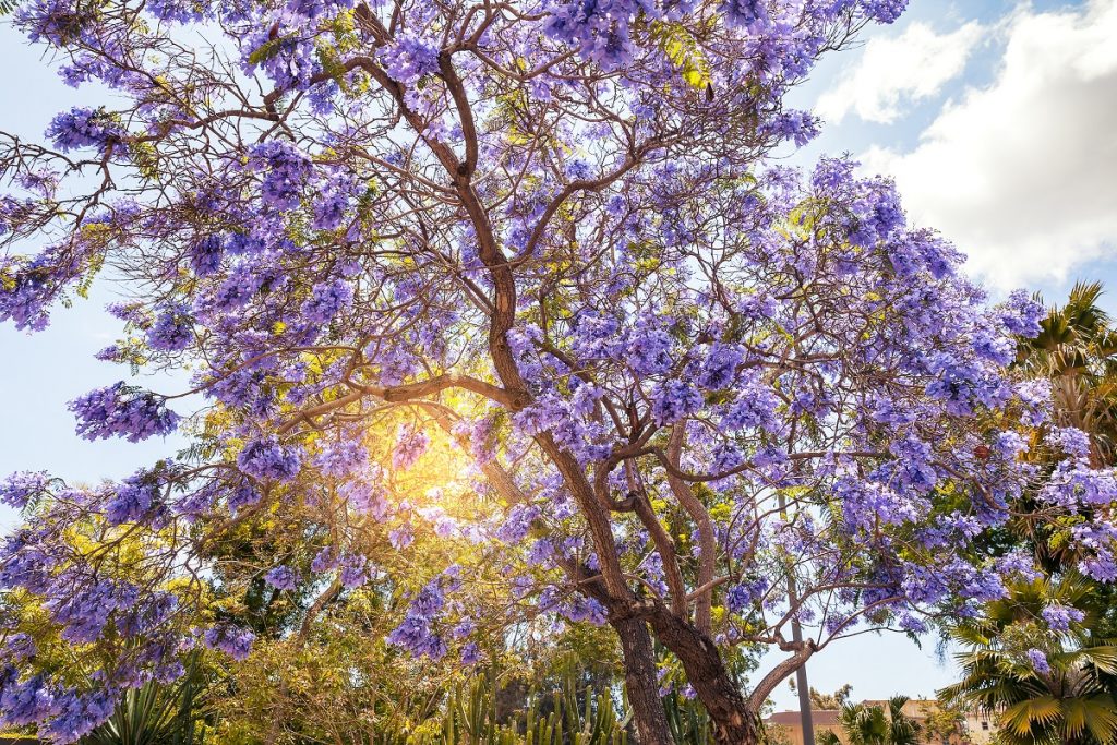 Check Out San Diego’s Most Stunning Flowering Trees