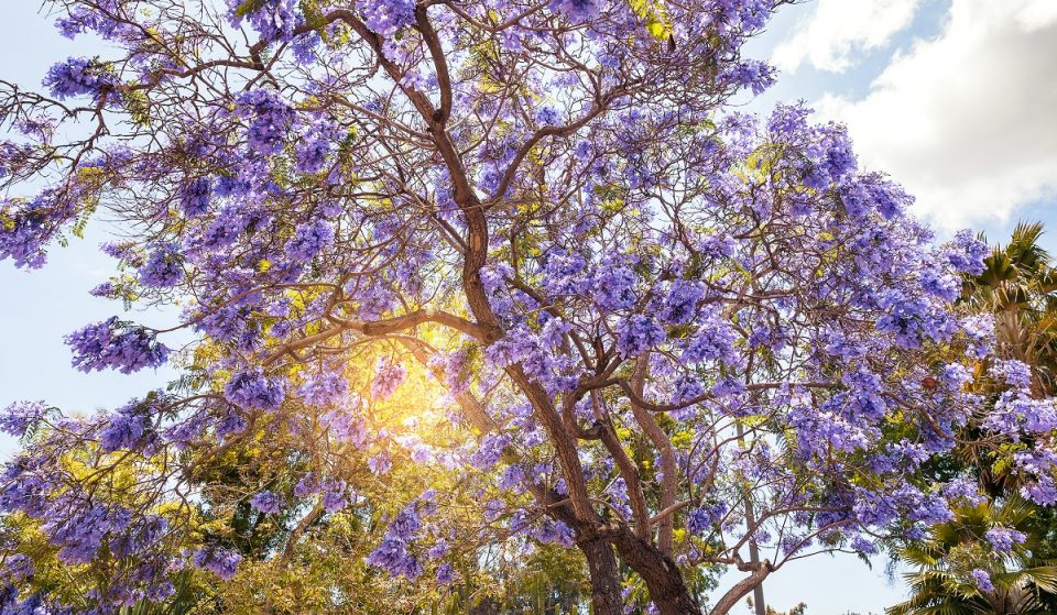 Check Out San Diego’s Most Stunning Flowering Trees