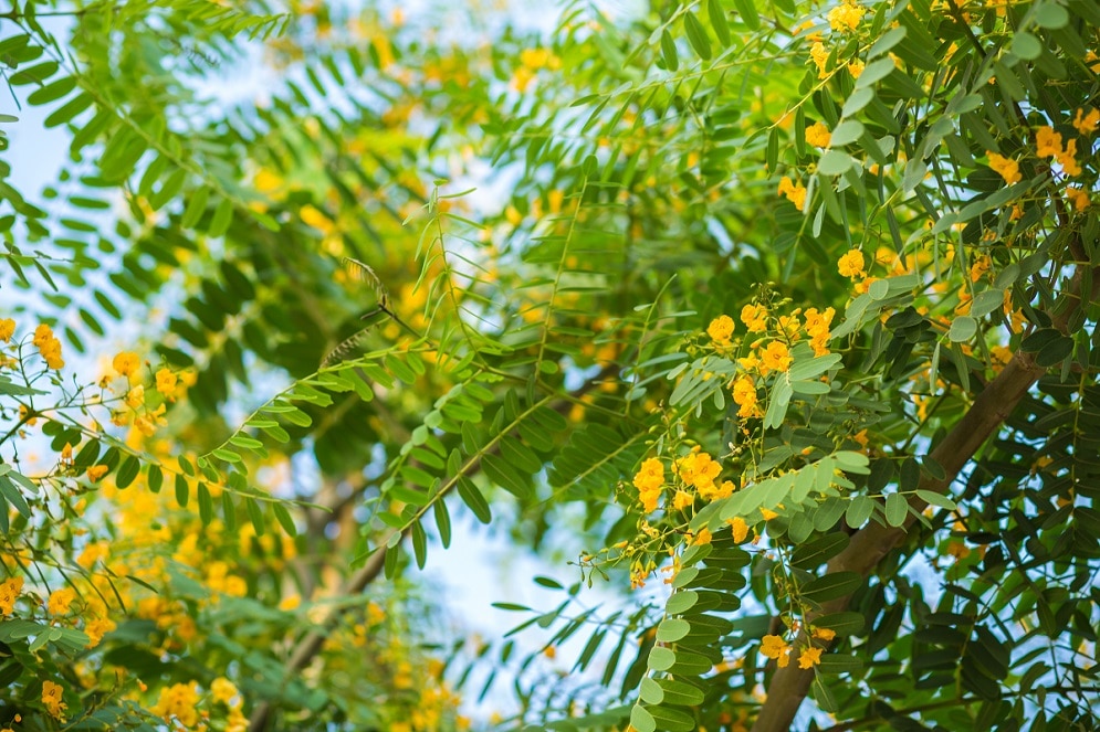 Check Out San Diego's Most Stunning Flowering Trees Secret San Diego