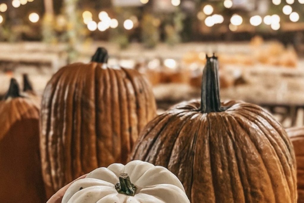 This Pumpkin Farm Is The Perfect October Plan