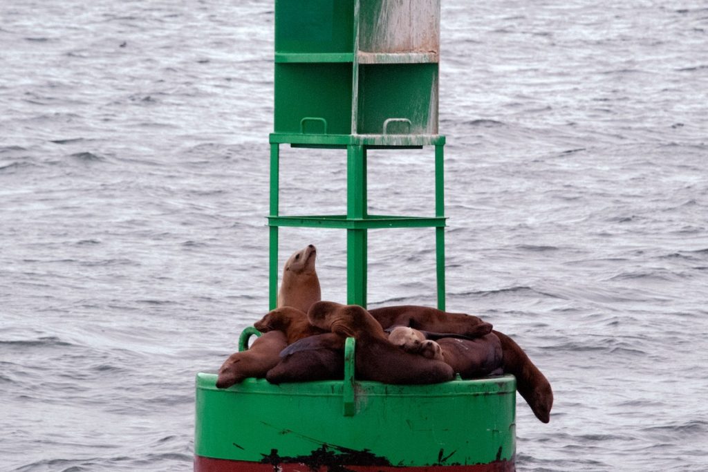 Sea lions laying on a floating lighthouse
